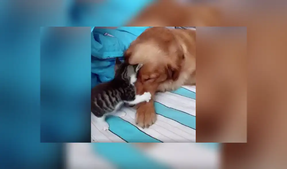 Desliza a la izquierda para conocer más sobre este nuevo video viral de YouTube. Foto: Captura. Desliza a la izquierda para conocer más sobre este nuevo video viral de YouTube. Foto: Captura.