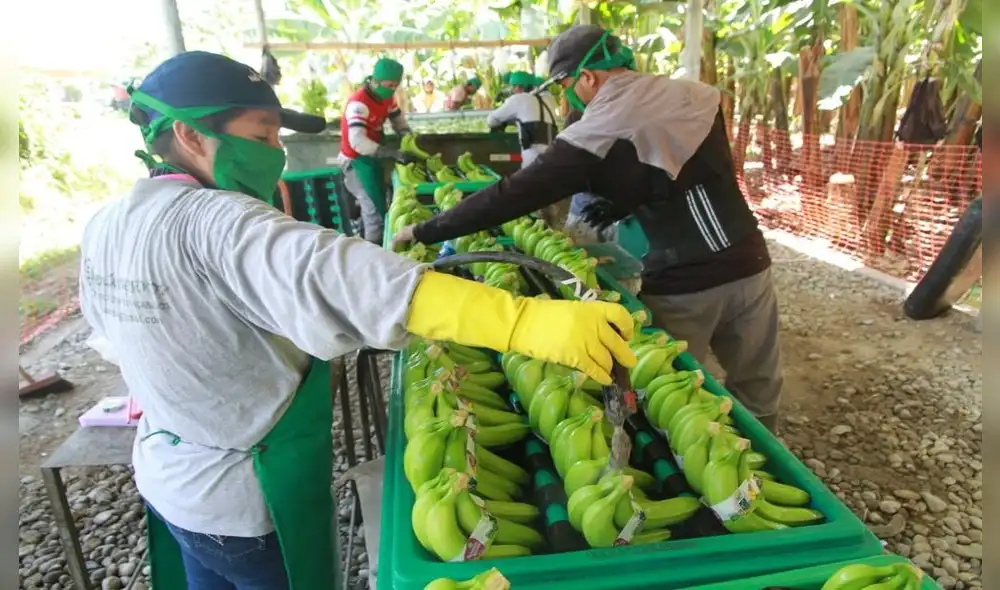 Exportación de banano orgánico incrementaría en el 2021. Foto: La República.