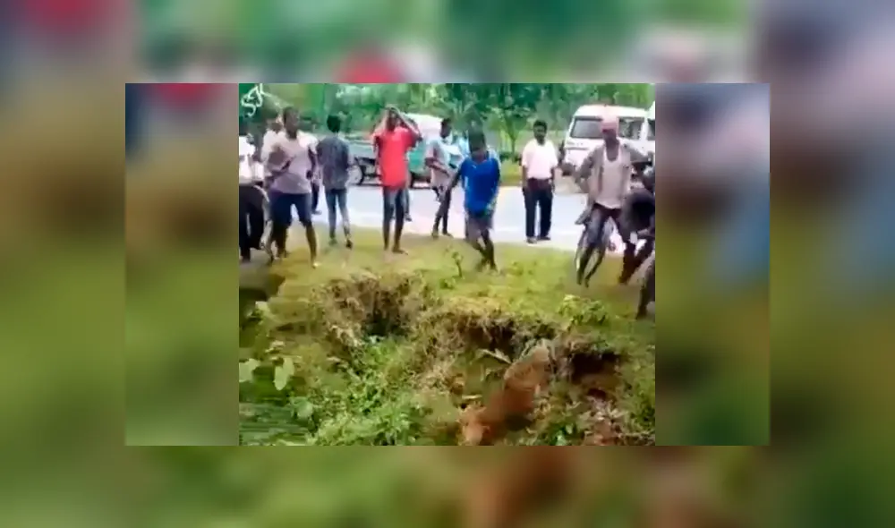 Vecinos se acercan a leopardo ‘muerto’ para tomarle foto y sucede lo peor. Vecinos se acercan a leopardo ‘muerto’ para tomarle foto y sucede lo peor.