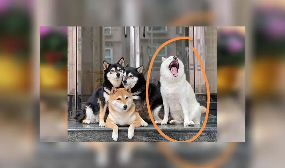 Desliza las imágenes hacia la izquierda para apreciar la travesura que hizo un perro en plena sesión de fotos.