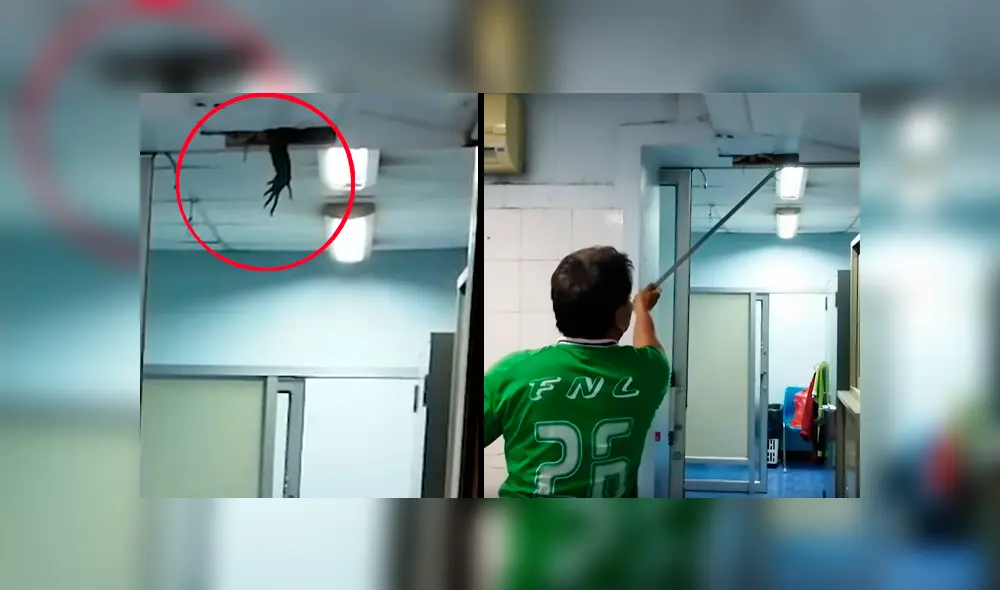 Descubre extraña pata colgando del techo de hospital, se acerca y saca lo inesperado [VIDEO] 