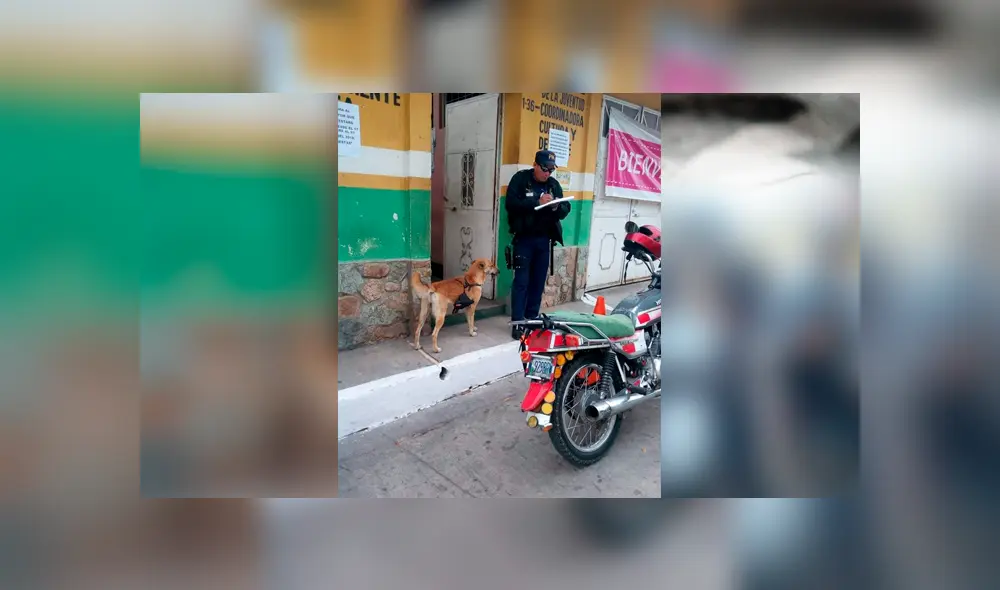 Desliza para ver las imágenes de este perro que conmovieron a miles en Facebook. Foto: Captura. Desliza para ver las imágenes de este perro que conmovieron a miles en Facebook. Foto: Captura.