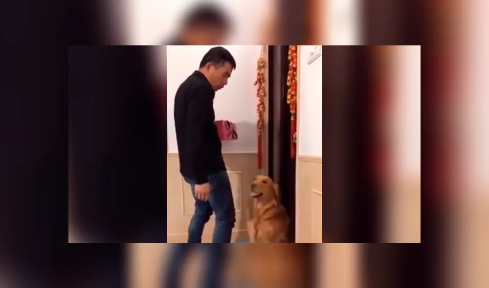 Facebook viral: perrita sufre y ruega a su dueño que no le quite a sus crías [VIDEO]  