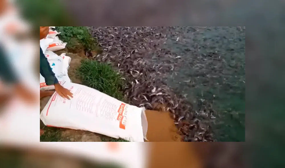 En YouTube, un joven acudió al río para pescar, sin imaginar que encontraría miles de animales marinos.