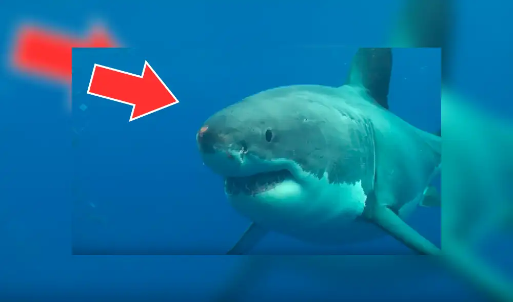 YouTube viral: enorme tiburón hambriento se le aparece a buzo y quiere devorarlo