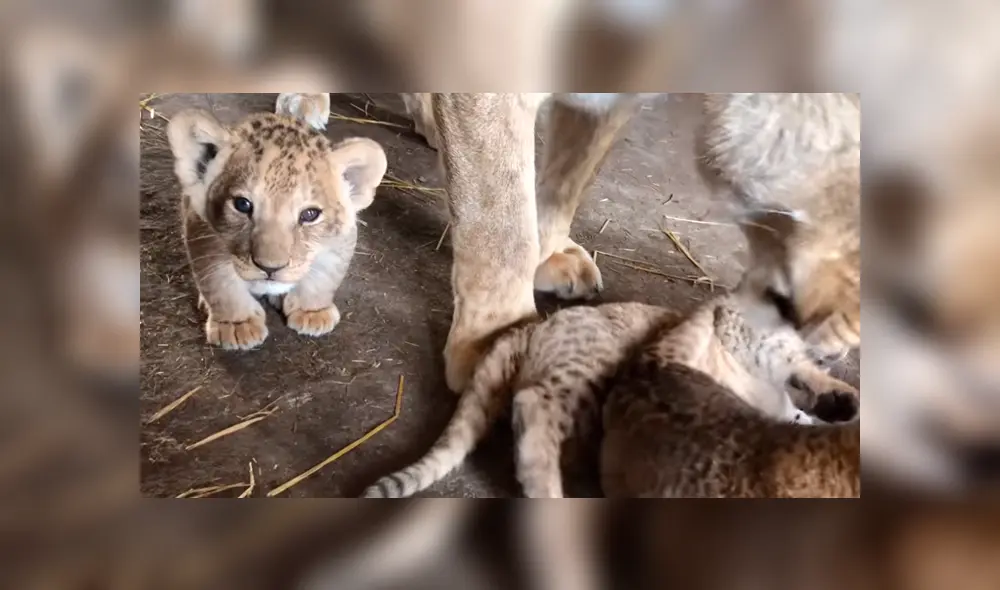 Cuidador de leones ingresa a jaula de familia de felinos, sin imaginar lo que pasaría al acercarse.