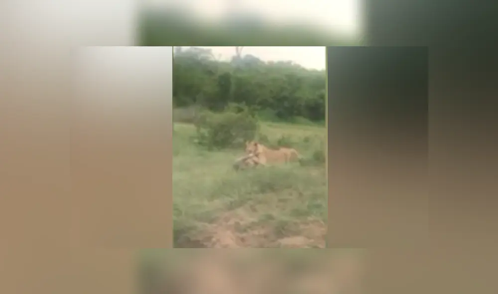 Desliza hacia la izquierda para ver el brutal ataque de una leona a un indefenso jabalí. Video viral de YouTube. Desliza hacia la izquierda para ver el brutal ataque de una leona a un indefenso jabalí. Video viral de YouTube.