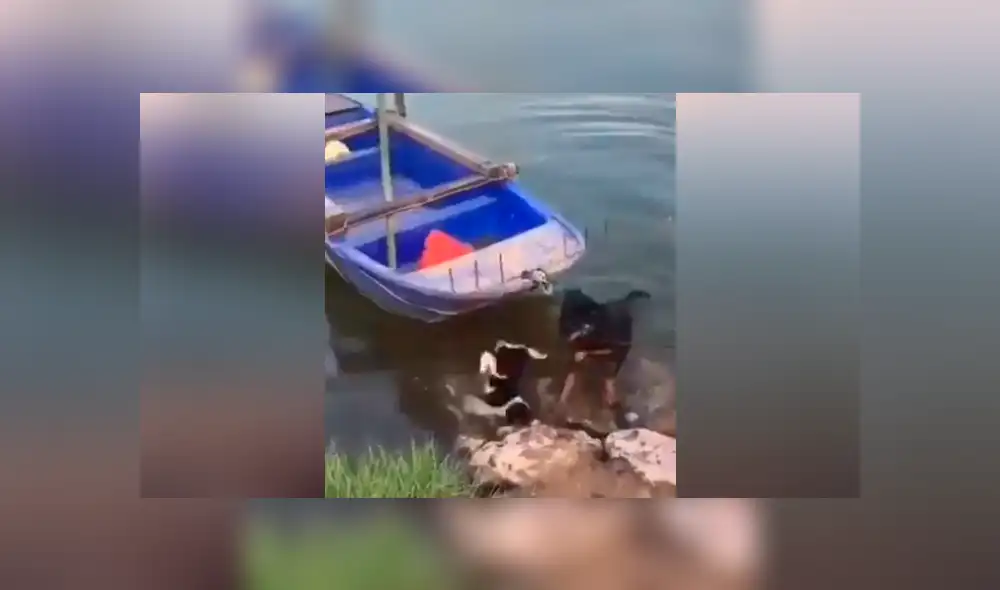 Perro ve a su ‘amigo’ en peligro y hace lo impensado para rescatarlo [VIDEO]