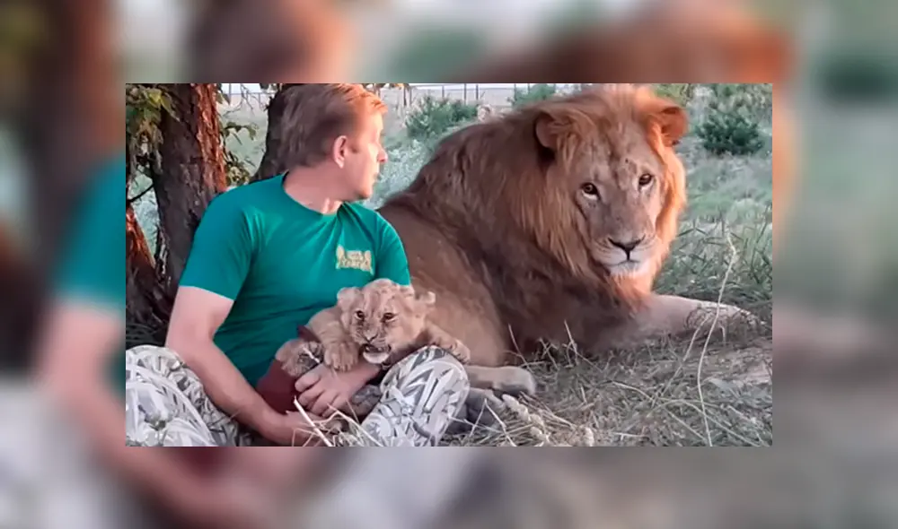 Un arriesgado hombre ingresó a recinto de leones para alimentar a león bebé. Un arriesgado hombre ingresó a recinto de leones para alimentar a león bebé.