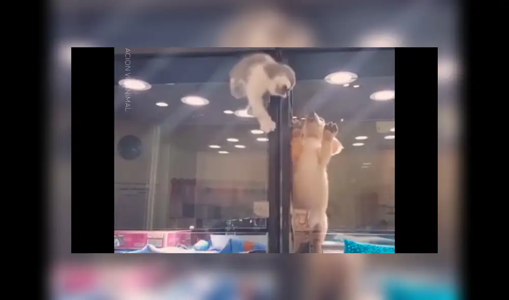 Facebook viral: Gatito huye de jaula para reunirse con perro, que es su mejor amigo [VIDEO]