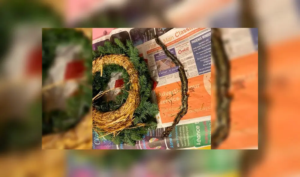 Compra una corona de Navidad y encuentra una serpiente muerta dentro de esta [FOTOS]