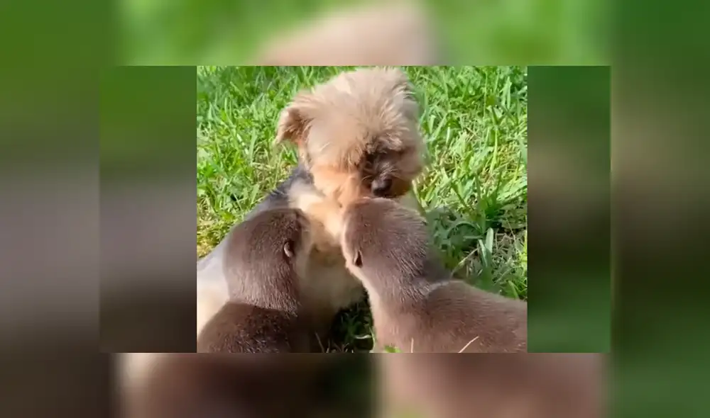 Desliza la imagen compartida de Facebook para verlas todas. Desliza la imagen compartida de Facebook para verlas todas.