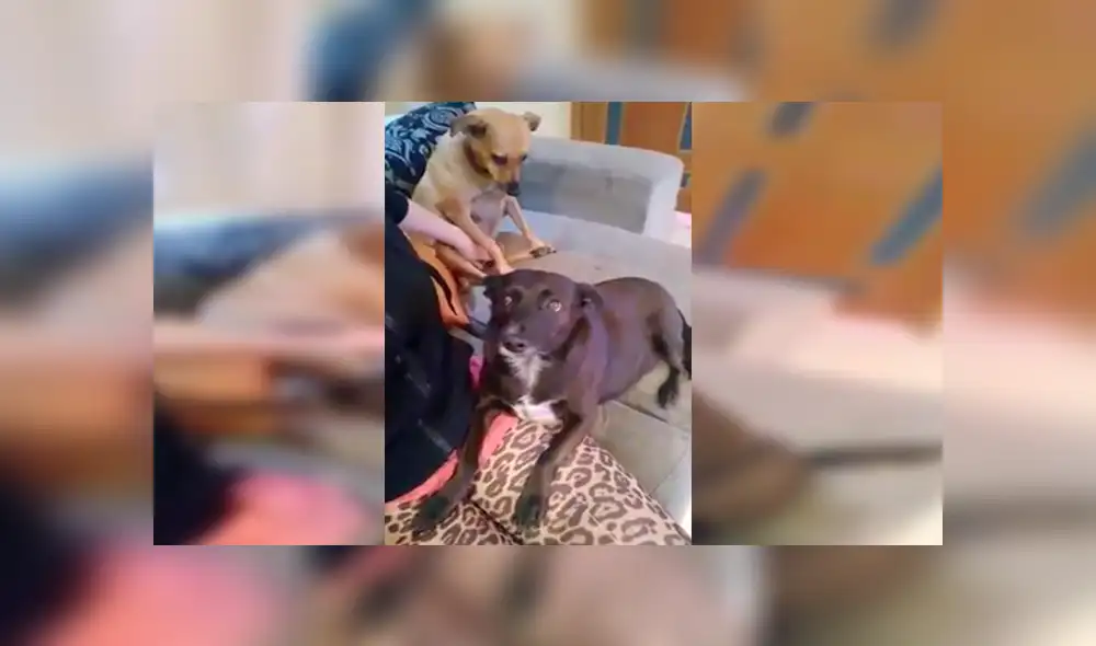 YouTube viral: Perro se pone celoso al ver que su dueña le da cariño a la nueva mascota [VIDEO]