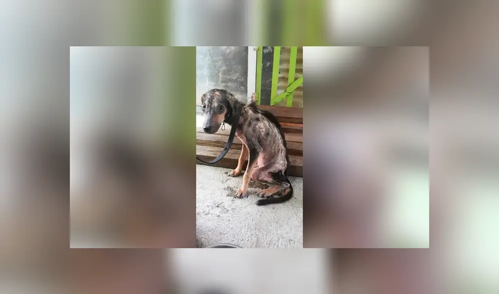 Desliza para ver el aspecto actual de este perro que se volvió 'famoso' en Facebook. Foto: Captura. Desliza para ver el aspecto actual de este perro que se volvió 'famoso' en Facebook. Foto: Captura.
