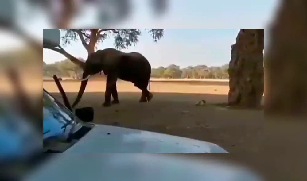 Enorme elefante tropieza con mujer y hace lo impensado para sacarla de su camino [VIDEO]