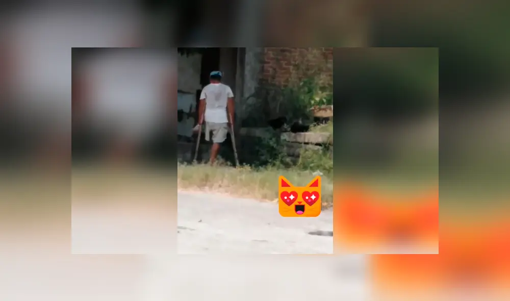 Desliza las imágenes para observar el noble gesto que tuvo un hombre al brindar alimentos a unos gatos. Foto: Captura.