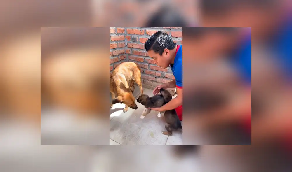 Desliza las imágenes para observar el conmovedor comportamiento de unos perros bebés al ver a su ‘madre’. Foto: Jefferson Rescata.