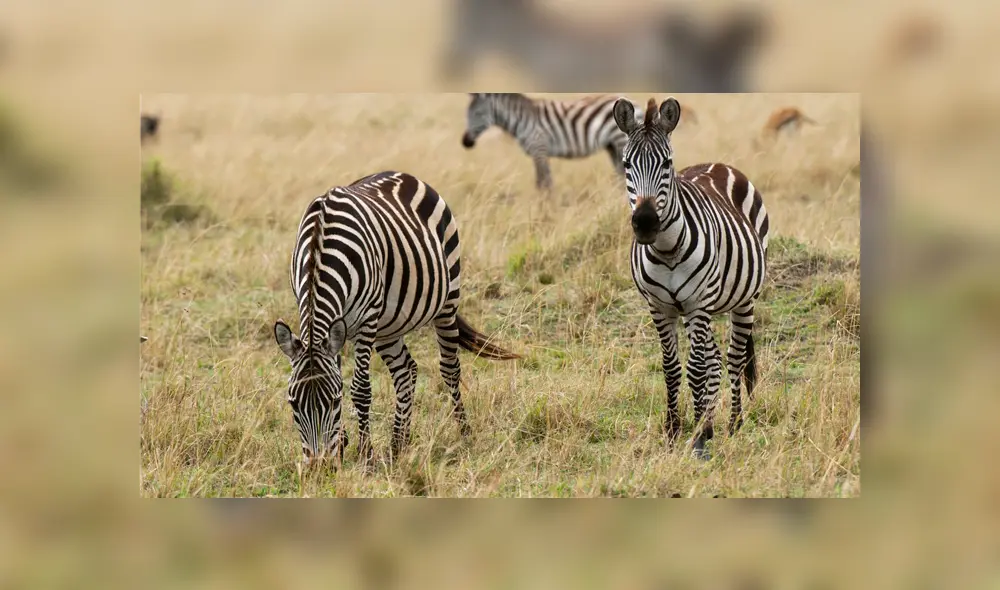 Facebook: arriesgados hombre se visten de cebra para asustar a los animales en África y ocurre lo peor [VIDEO]