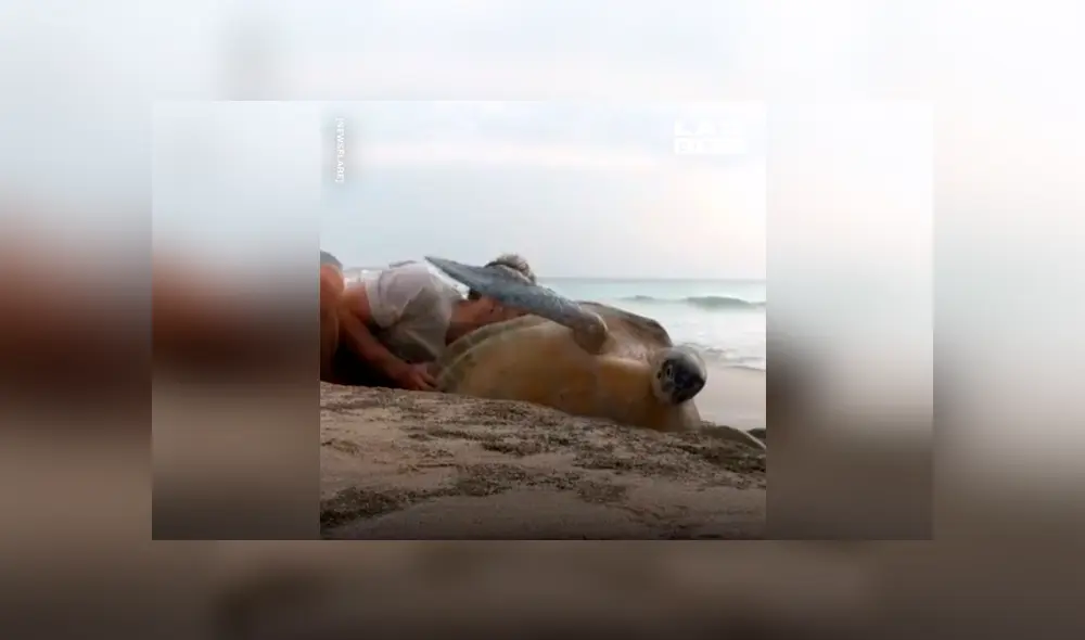 Pareja saca enorme criatura marina atrapada entre dos piedras y sucede algo conmovedor [VIDEO] 