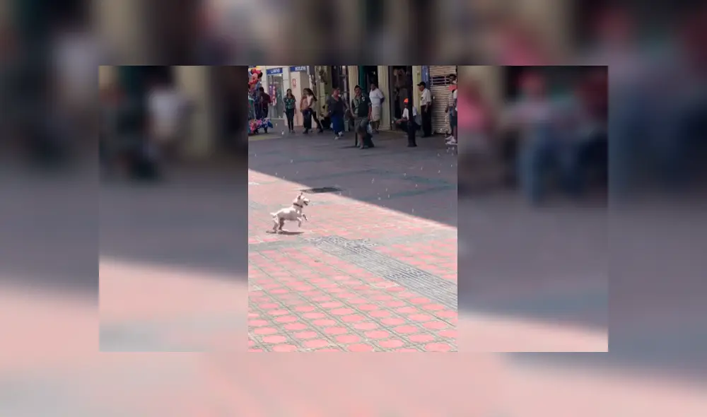 Desliza las imágenes hacia la izquierda para observar la entusiasmada actitud de un perro al jugar con burbujas en la calle.