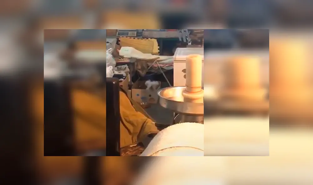 En Facebook, un perro llamó la atención de su dueño por su singular forma de moverse al ritmo de hip hop.