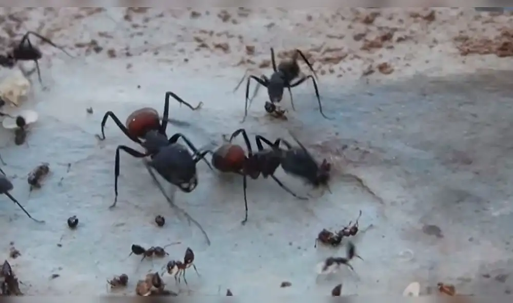 Facebook: hormigas gigantes se enfrentan con sus "hermanitas" [VIDEO]