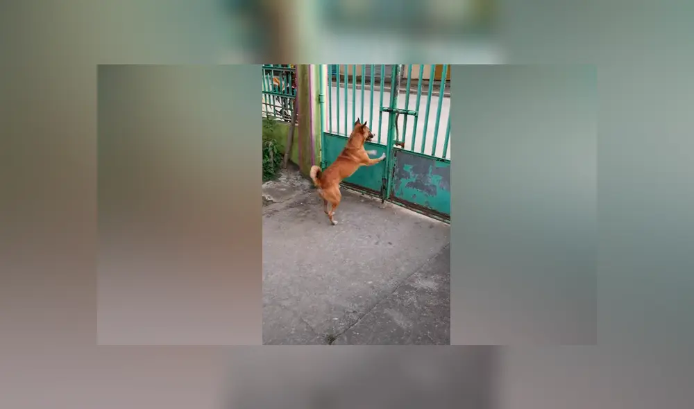 Desliza las imágenes para ver la increíble conducta que tuvo un perro para salir de casa. Fotocapturas: ViralHog/YouTube