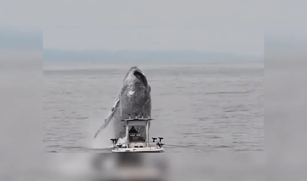 Enorme ballena irrumpe cerca de barco de un pescador que estaba en altamar.