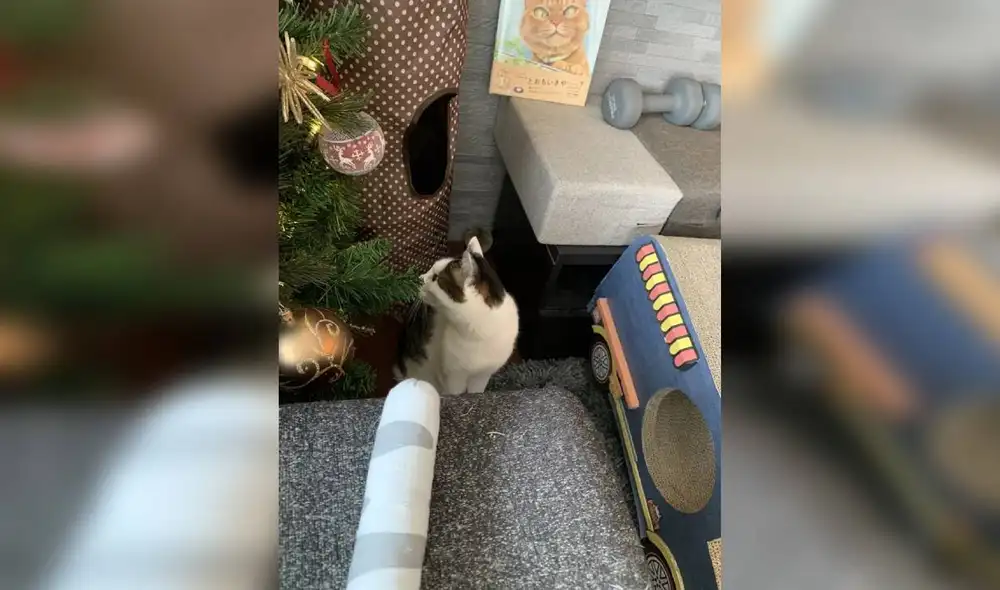 Desliza las imágenes para ver la reacción de un gato cuando su dueño lo encontró frente al árbol navideño. Foto: Twitter