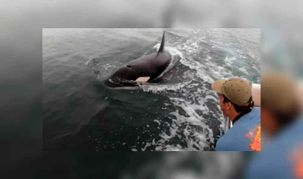 Un grupo de pescadores registró el momento en que una ballena emergió del mar y se dejó tomar distintos 'selfies'.