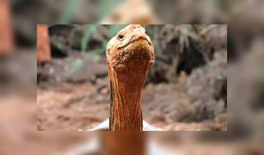 Diego, la tortuga gigante que salvó a su especie de la extinción gracias a su apetito sexual. Foto: Difusión