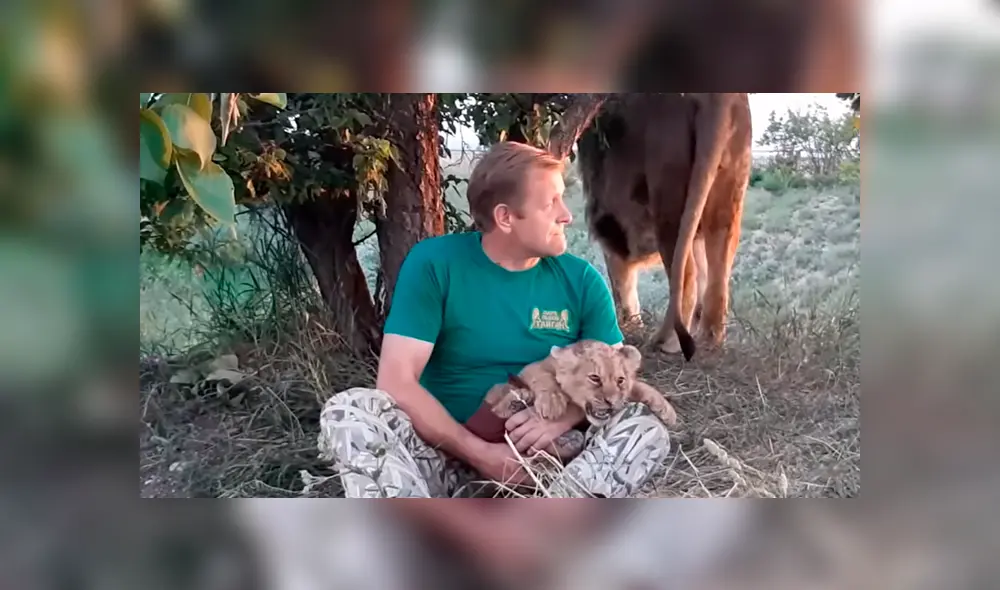 Un arriesgado hombre ingresó a recinto de leones para alimentar a león bebé. Un arriesgado hombre ingresó a recinto de leones para alimentar a león bebé.