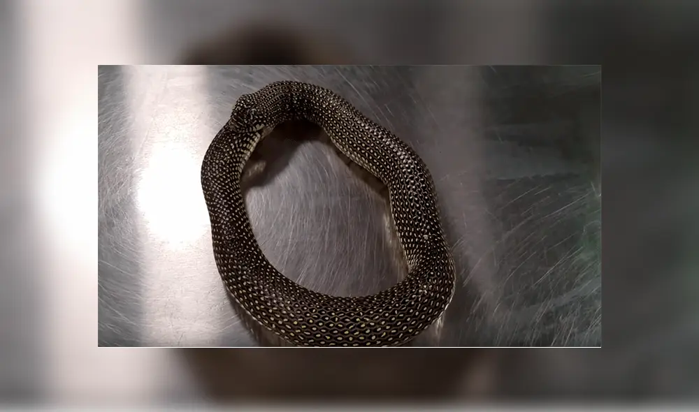 El animal que pertenece a la especie rey moteada protagonizó un inquietante video en YouTube.