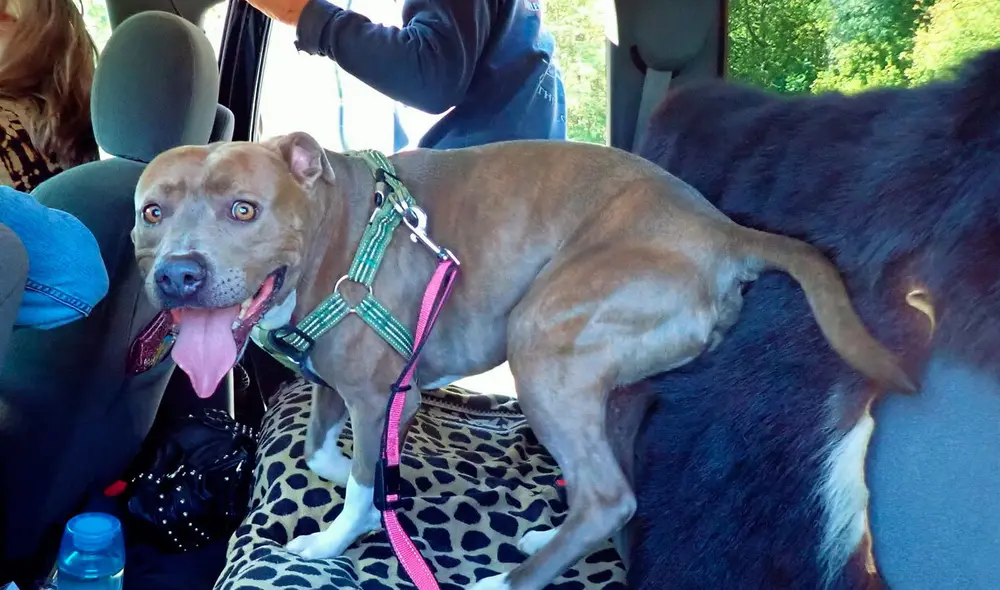 Desliza las imágenes para apreciar el conmovedor momento en que un hombre volvió a ver a su perro. Foto: Captura de Facebook