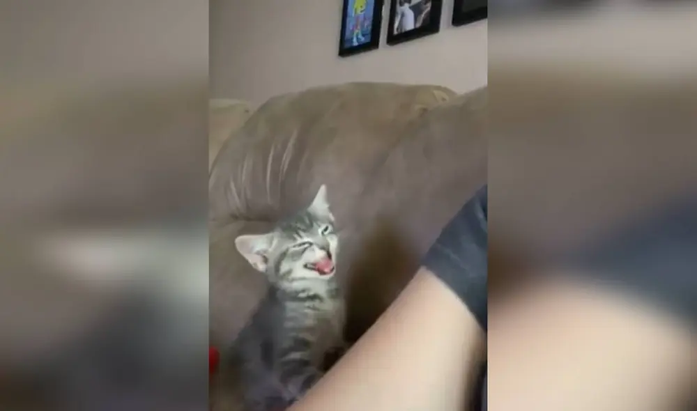 Desliza las imágenes para apreciar la emotiva reacción de un gato bebé que quería que su dueña lo acurruque en sus brazos. Foto: captura de TikTok