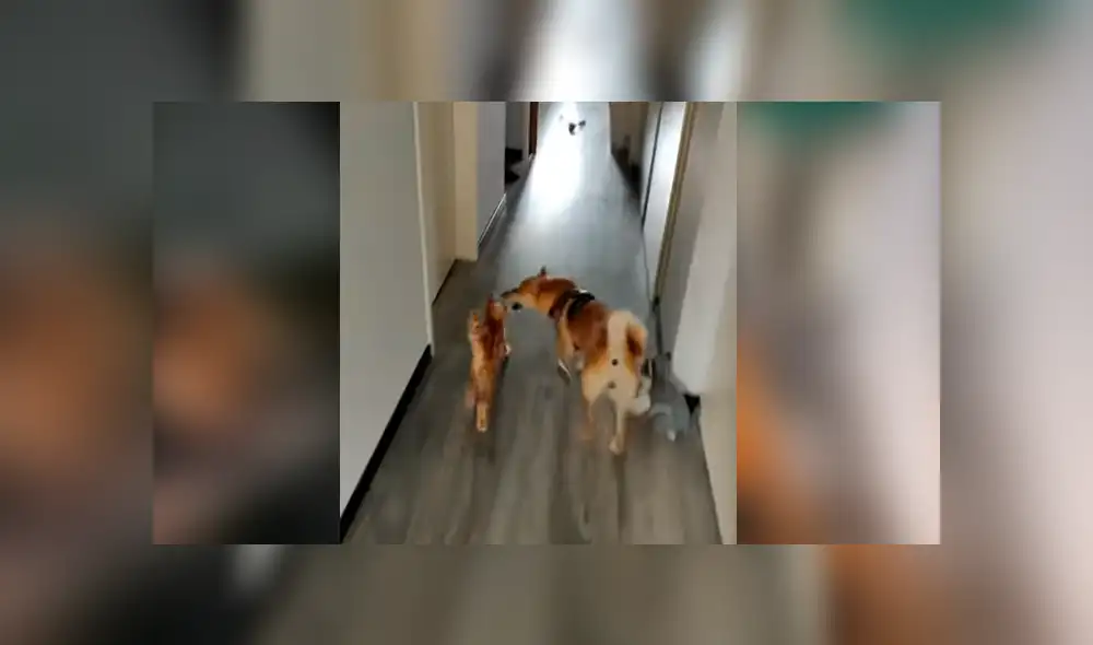 Dueño de los animales captó uno de los peculiares momentos entre sus mascotas y compartió las imágenes en Facebook y otras redes Dueño de los animales captó uno de los peculiares momentos entre sus mascotas y compartió las imágenes en Facebook y otras redes