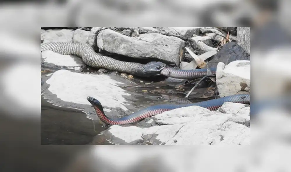Facebook viral: dos temibles serpientes luchan a muerte y final deja sorprendidos a miles [VIDEO]