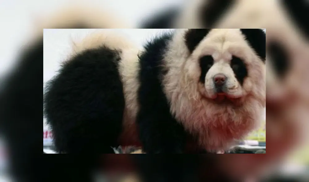 Polémica por cafetería que ofrece teñido a mascotas Polémica por cafetería que ofrece teñido a mascotas