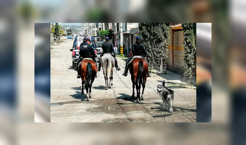 Desliza las imágenes hacia la izquierda para observar las labores de un perro que fue acogido por un grupo de policías. Desliza las imágenes hacia la izquierda para observar las labores de un perro que fue acogido por un grupo de policías.