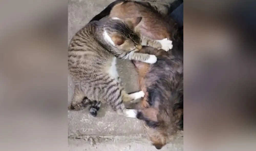 Desliza las imágenes para ver más detalles sobre la gran 'amistad' que existe entre una gata y una perrita. Foto: captura de YouTube