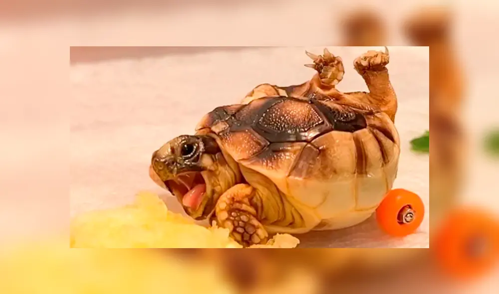 Betz comentó que la tortuga estaba en peligro de ser sacrificada ya que no podía caminar.