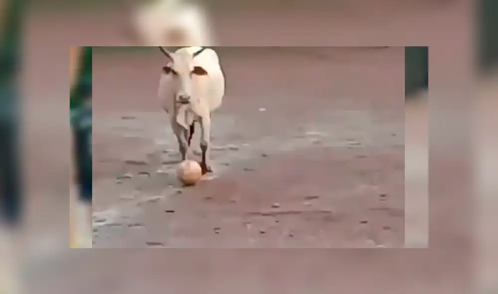 El animal entró intempestivamente a la cancha de juego y se convirtió en el centro de atención por su singular comportamiento El animal entró intempestivamente a la cancha de juego y se convirtió en el centro de atención por su singular comportamiento