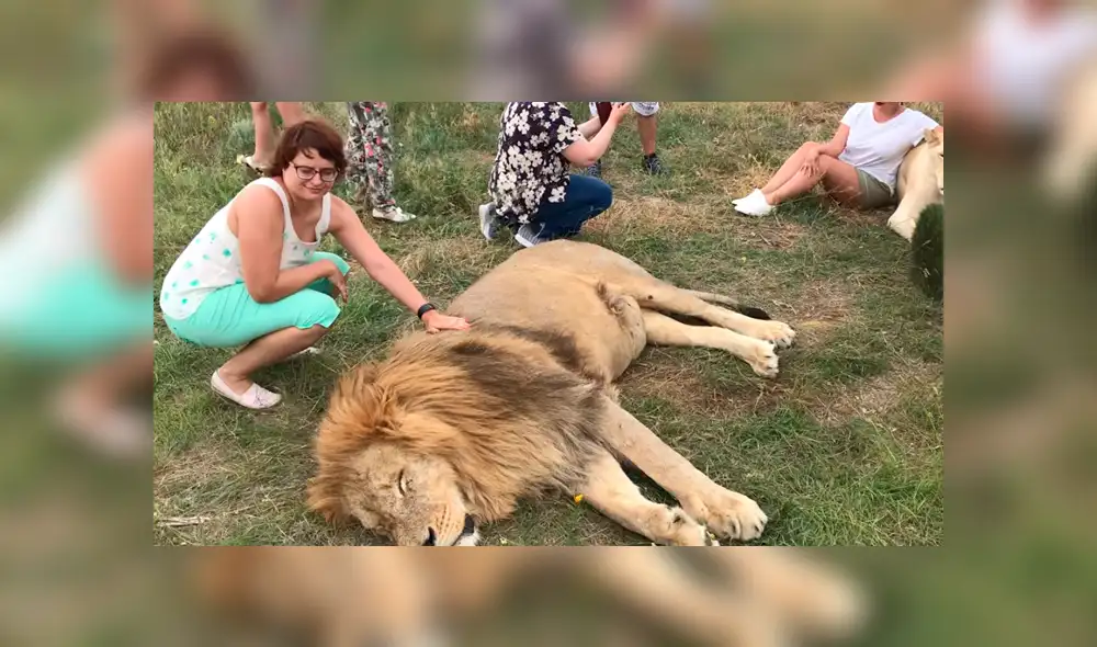 León 'perezoso' arruina fotografía de turistas que hacían safari al quedarse dormido en todo el tour.