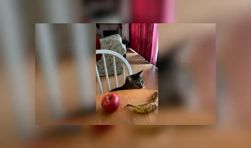 Desliza las imágenes para conocer las habilidades de un gato al cumplir con los desafíos creados por su dueña.