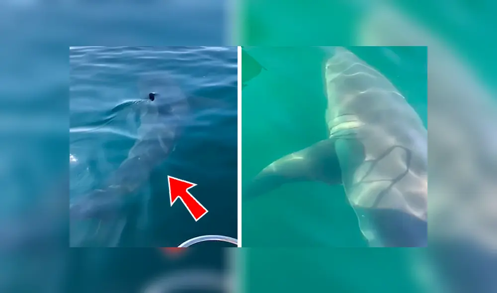 En Facebook, los integrantes de una familia quedaron aterrados al descubrir que un tiburón estaba al costado de su bote.