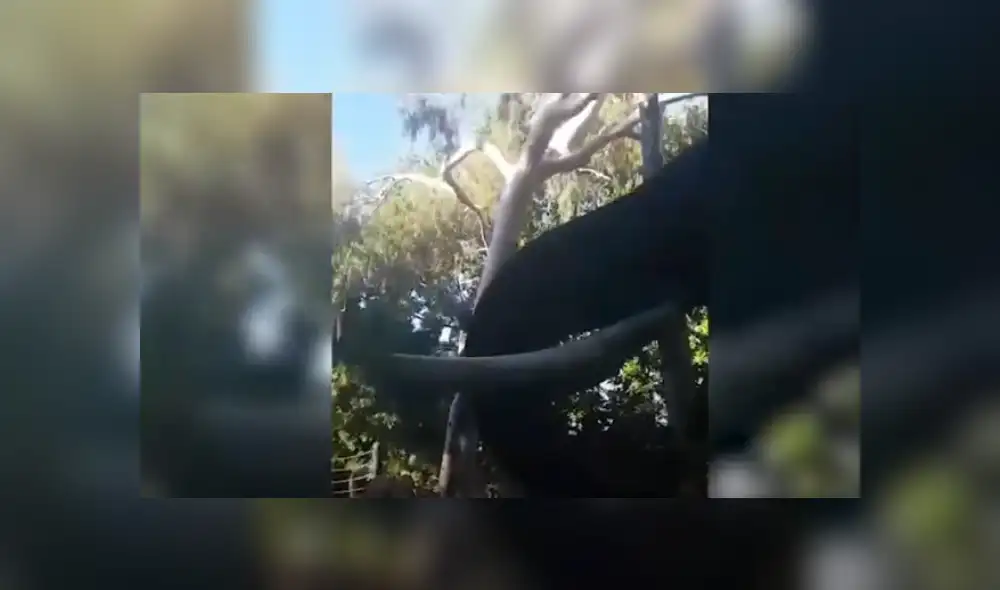 Video es viral en TikTok. Hombre grabó épico reencuentro que tuvo con el enorme animal, tras no haberlo visto por dos meses. Fotocaptura: YouTube