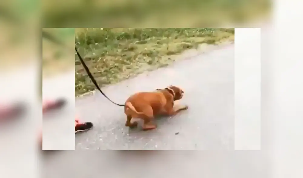 En Facebook, un perro salió a dar su primera caminata con su nueva familia y saltó de alegría por la calle.