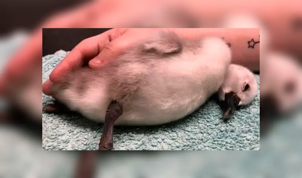 Veterinarios diagnosticaron daño cerebral severo a cisne bebé tras ser pateado por un hombre. Foto: Twitter Veterinarios diagnosticaron daño cerebral severo a cisne bebé tras ser pateado por un hombre. Foto: Twitter