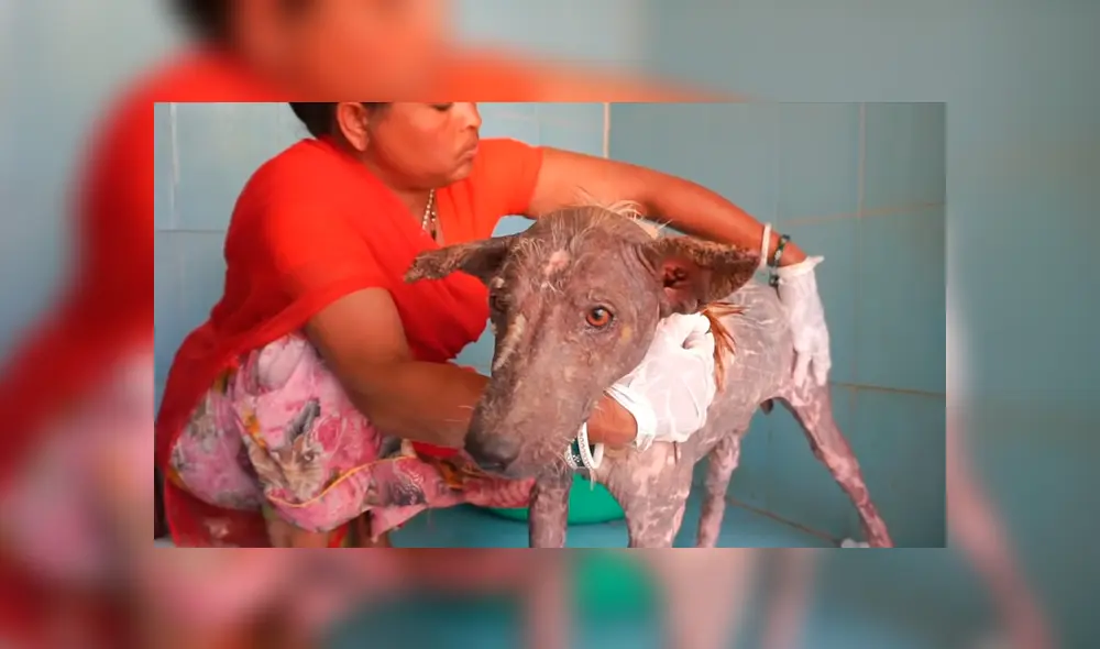 Desliza hacia la izquierda para ver la evolución del perro callejero que fue hallado en deplorables condiciones. El video se volvió viral en YouTube.