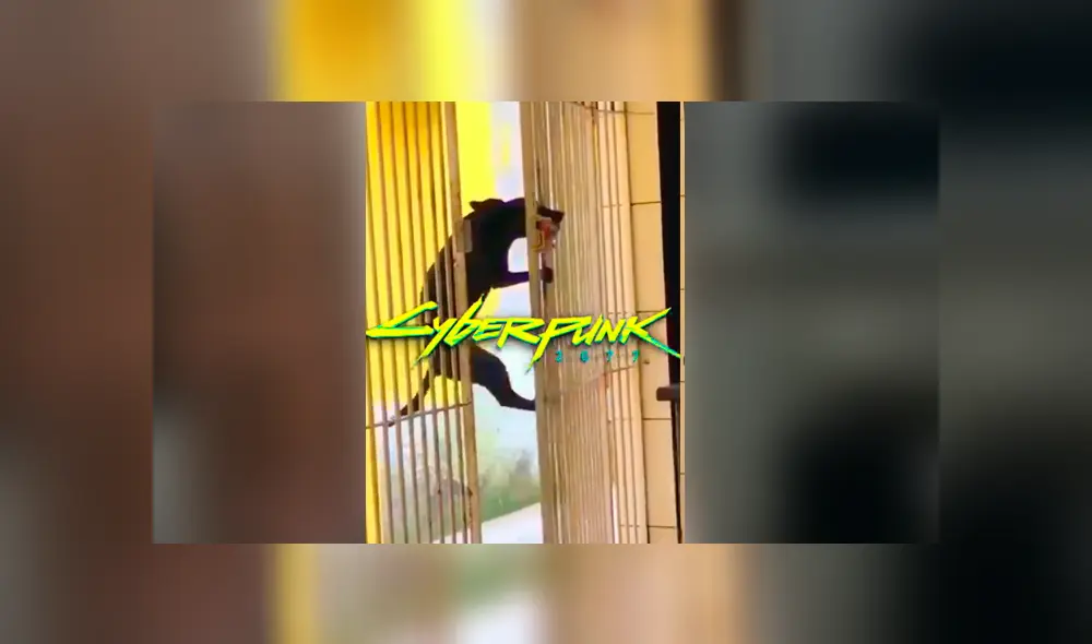 Facebook viral: coloca cámara de seguridad y descubre lo que hace su perro en su ausencia Facebook viral: coloca cámara de seguridad y descubre lo que hace su perro en su ausencia